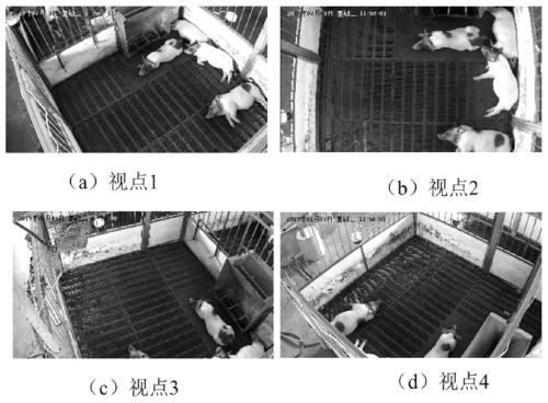 Multi-view animal group tracking method and device