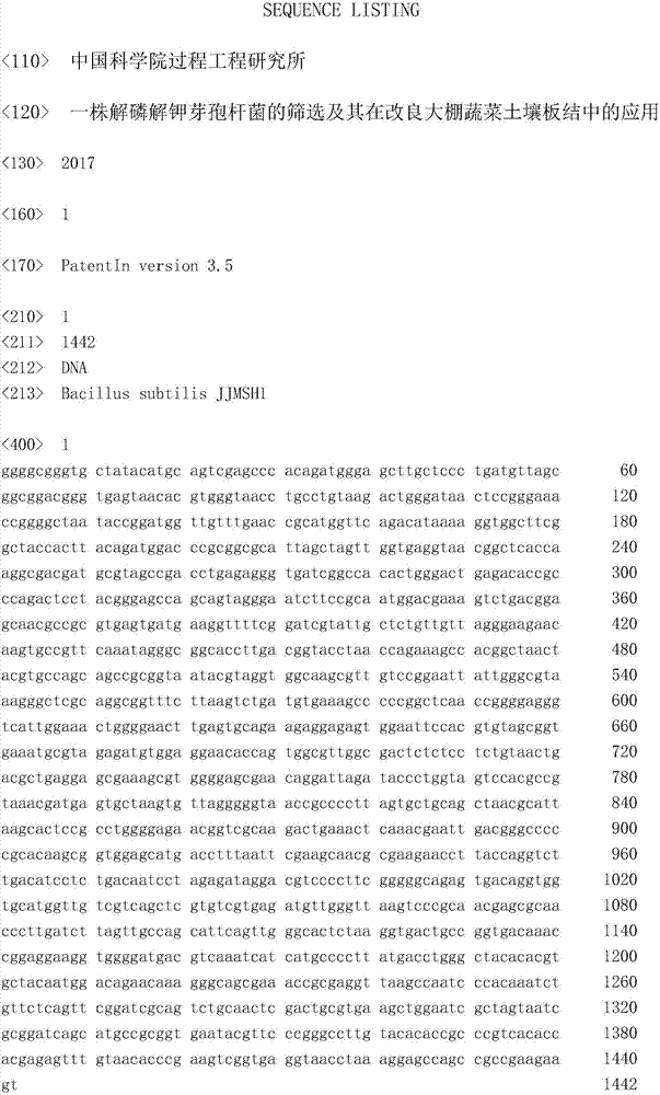 Screening of phosphorus and potassium decomposing bacillus and application of phosphorus and potassium decomposing bacillus to improvement on greenhouse vegetable soil hardening