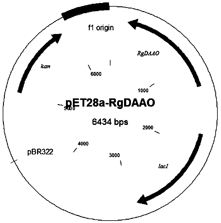 Bacterial strain of producing pyruvic acid and construction method of bacterial strain