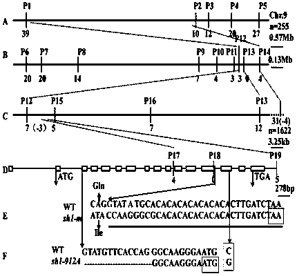 A kind of corn sucrose synthase mutant gene, encoded protein and application thereof