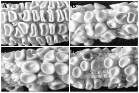 A kind of corn sucrose synthase mutant gene, encoded protein and application thereof