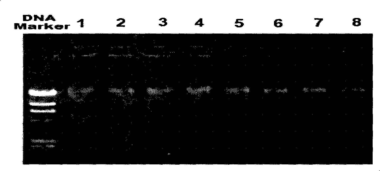 Process for abstracting total DNA of swine waste sample