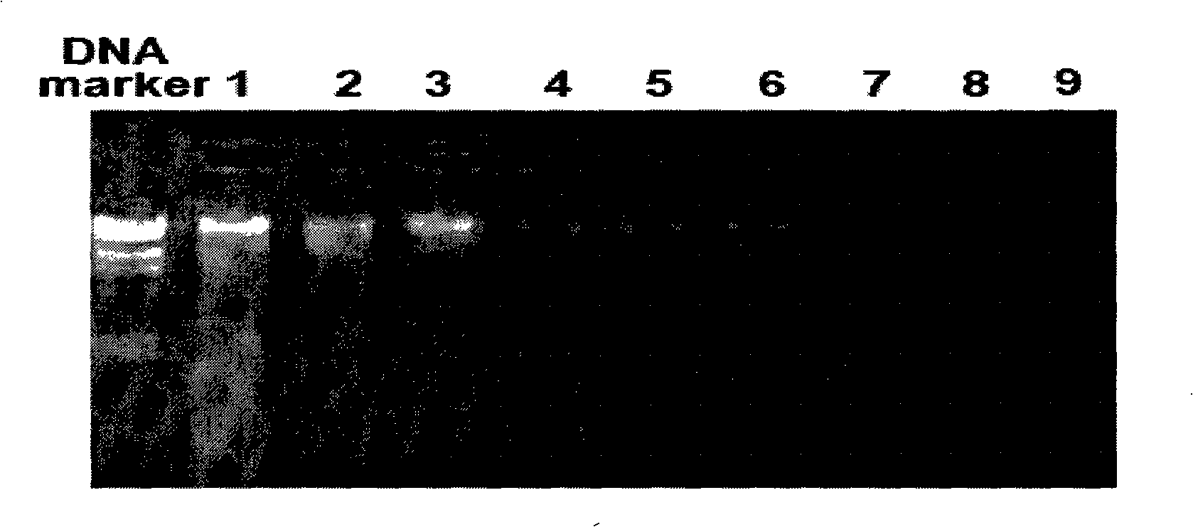 Process for abstracting total DNA of swine waste sample