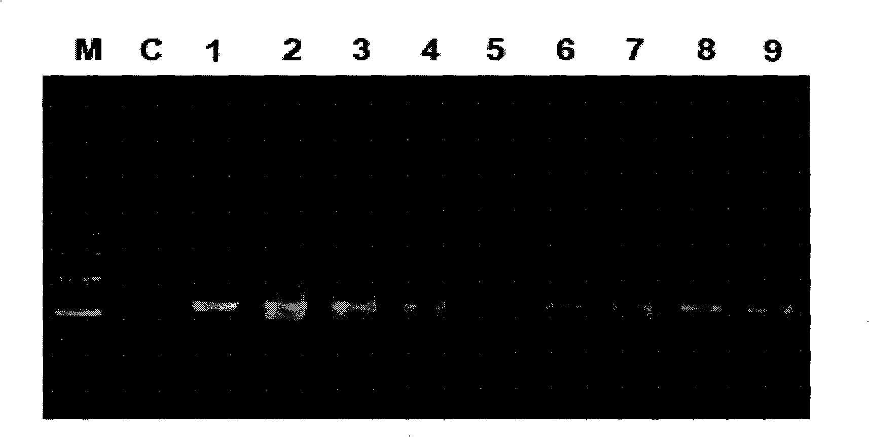 Process for abstracting total DNA of swine waste sample