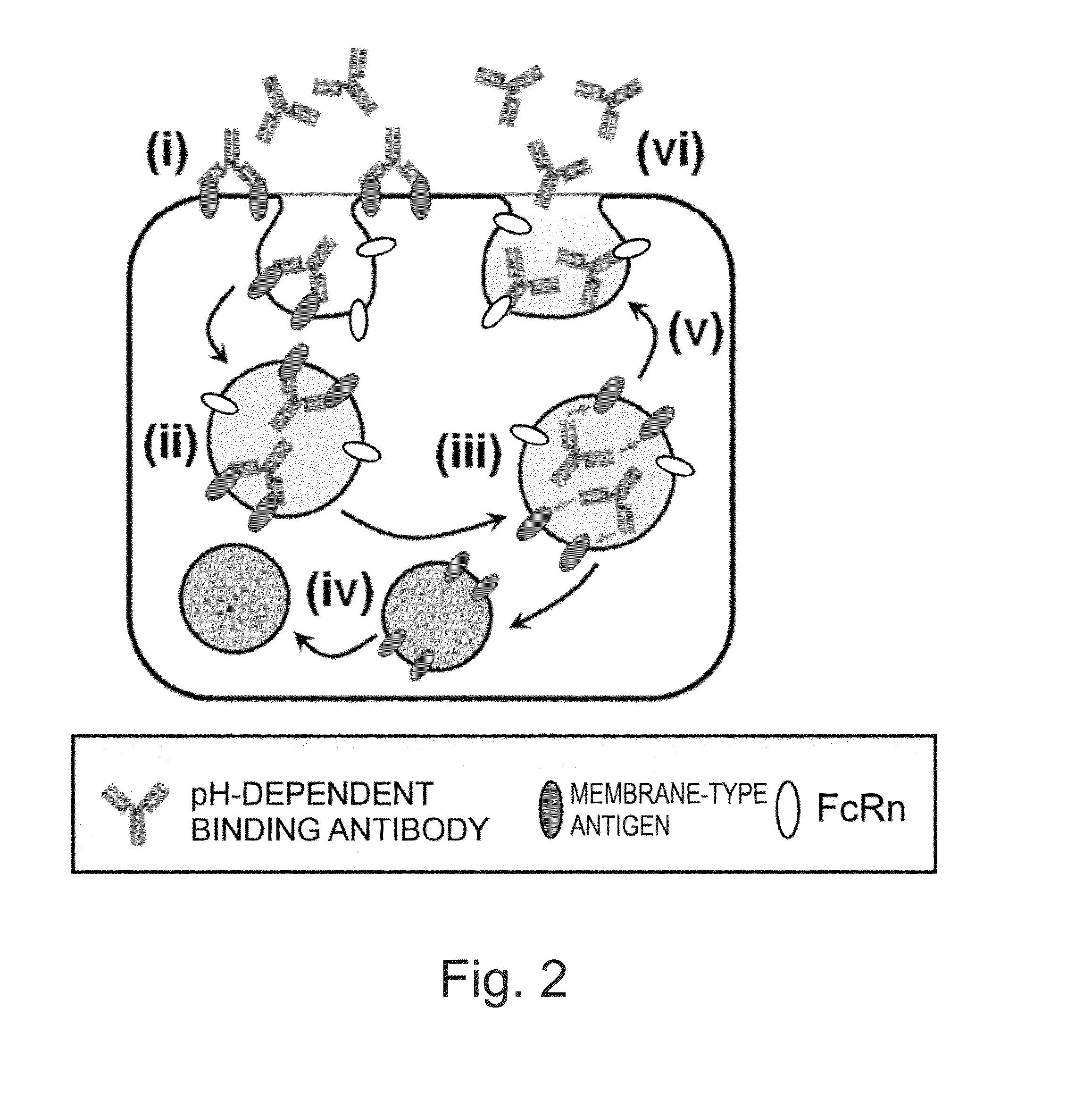 Antigen-binding molecule capable of binding to plurality of antigen molecules repeatedly