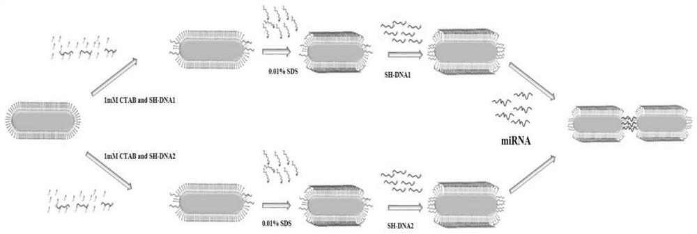 Gold nanorod detection probe, preparation method, detection method and application thereof