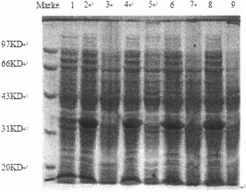 Instant egg white powder and preparation method thereof