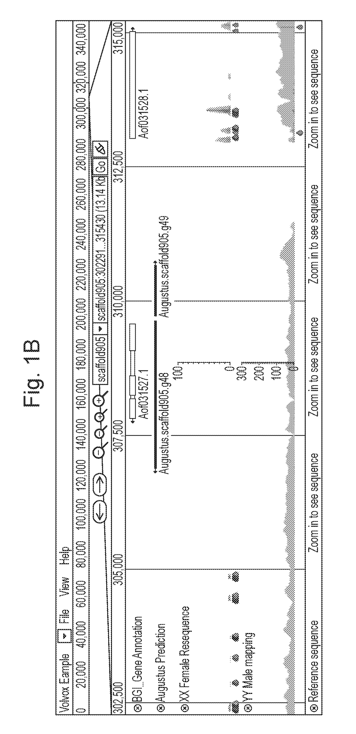 Sex determination genes and their use in breeding