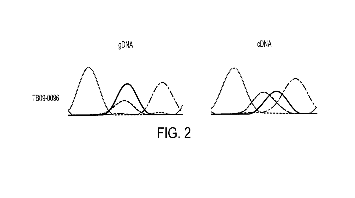 Homozygous and heterozygous IDH1 gene-defective human astrocytoma cell lines