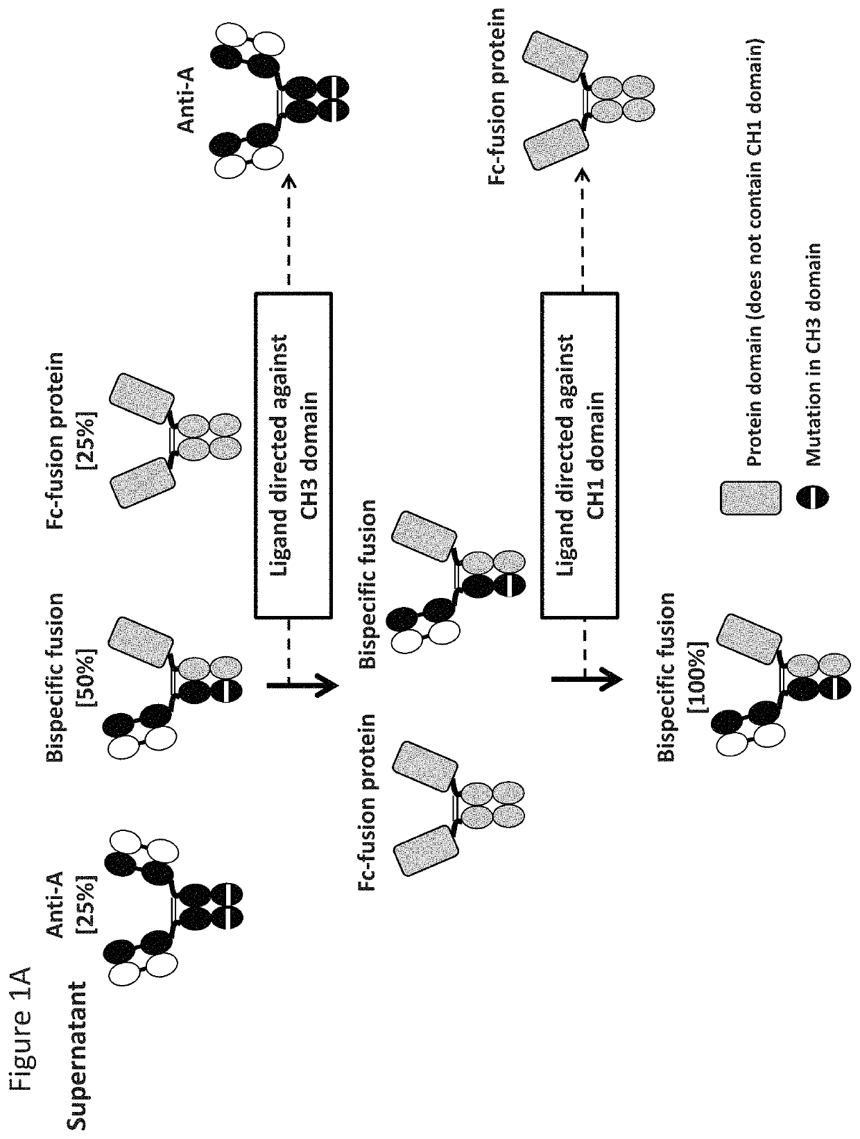 Readily isolated bispecific binding molecules with native format having mutated constant regions