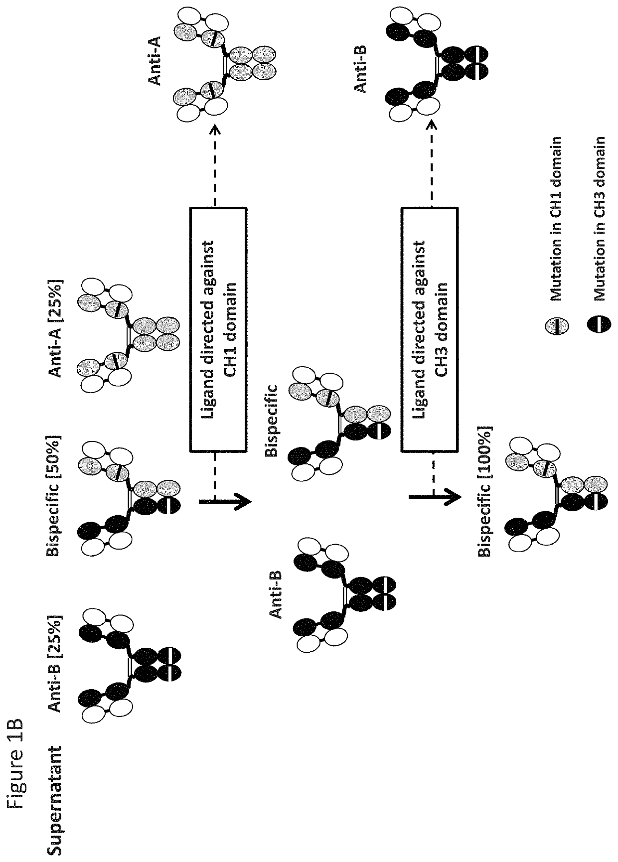 Readily isolated bispecific binding molecules with native format having mutated constant regions