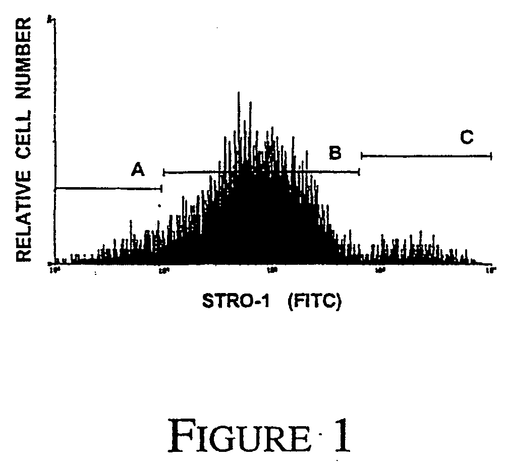 Mesenchymal precursor cell and use thereof in the repair of bone defects and fractures in mammals