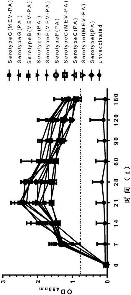 Strains, application of strains, vaccine and preparation method of vaccine