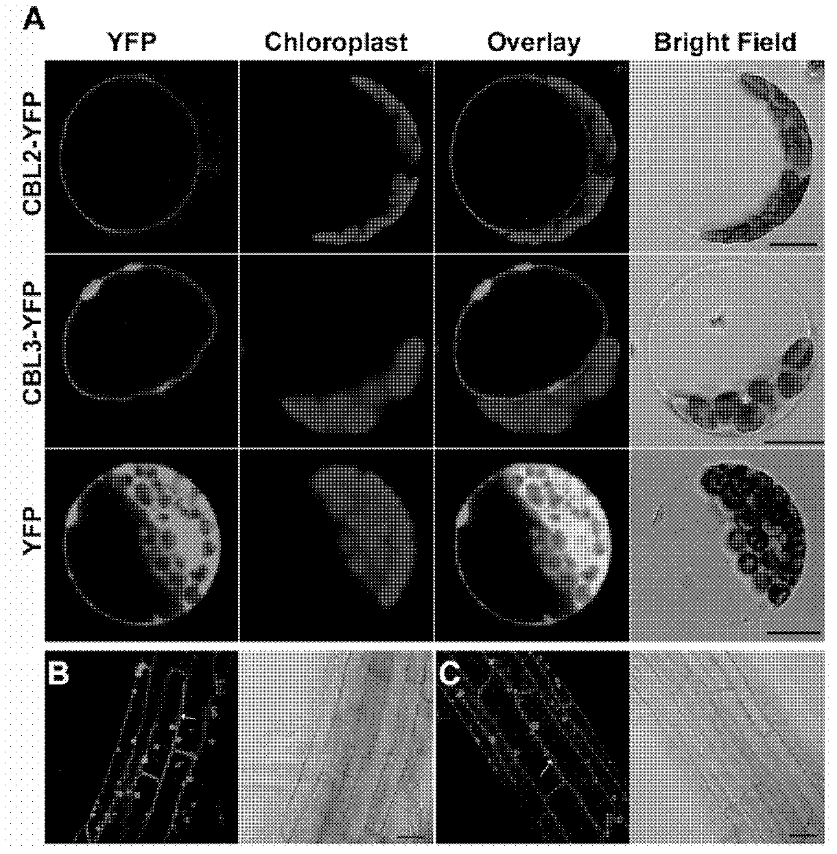 Tonoplast localization sequence and its application