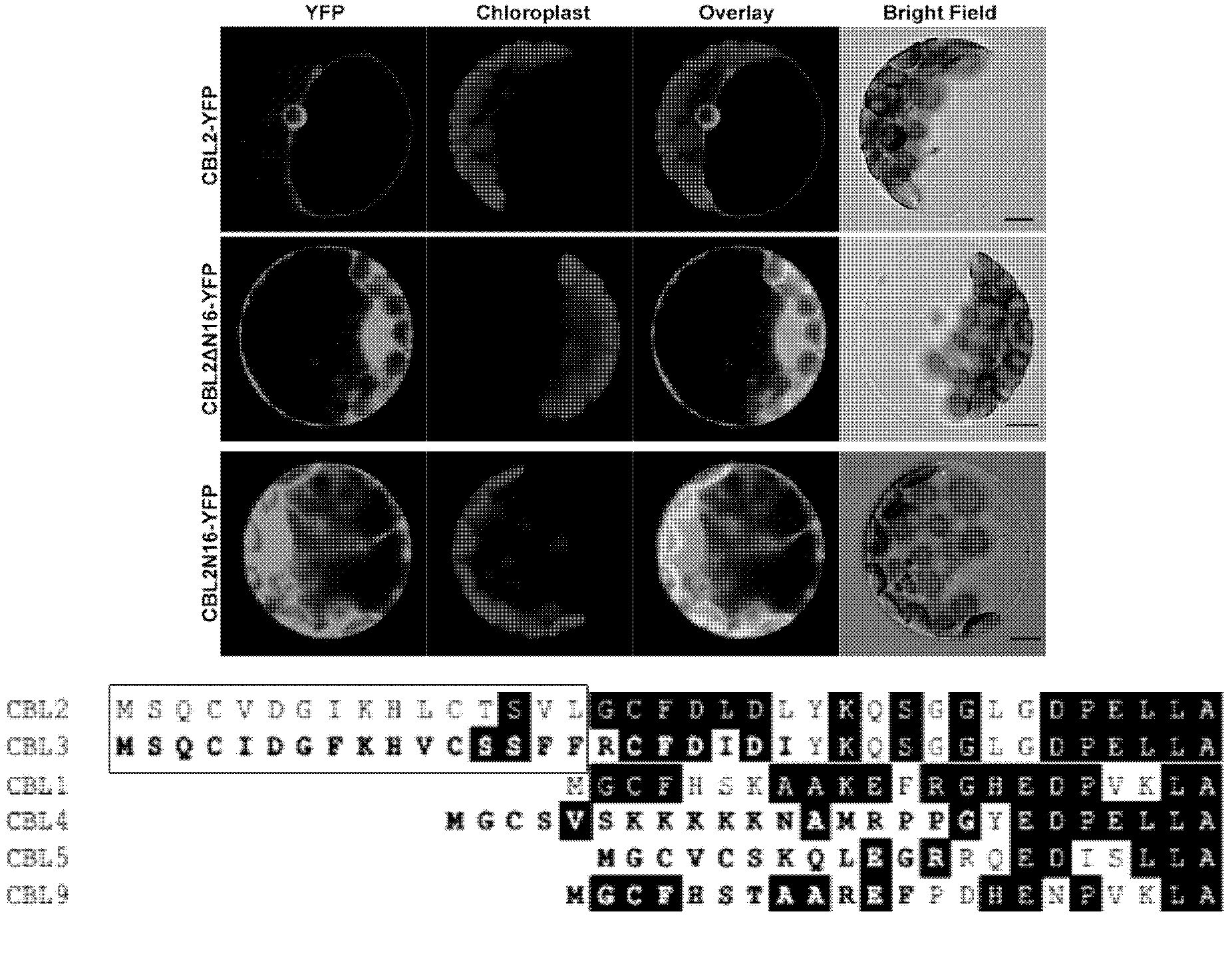 Tonoplast localization sequence and its application