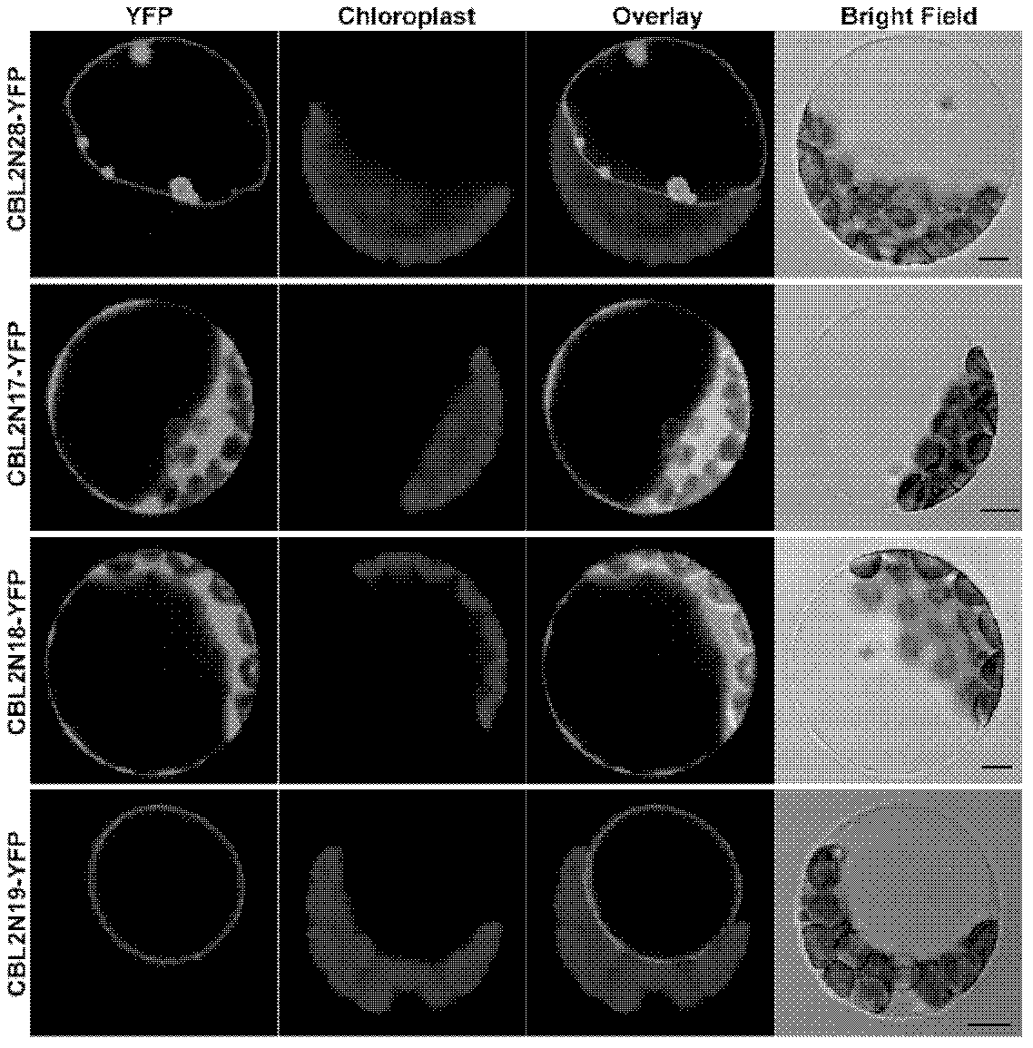 Tonoplast localization sequence and its application