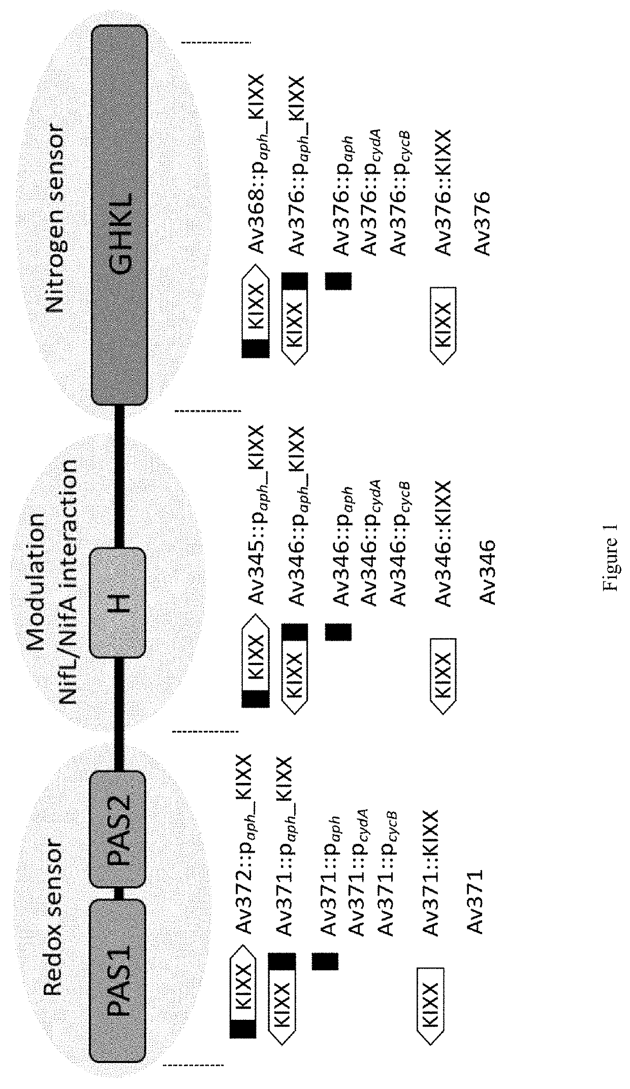 Genetically Modified Nitrogen Fixing Bacteria and Uses Thereof