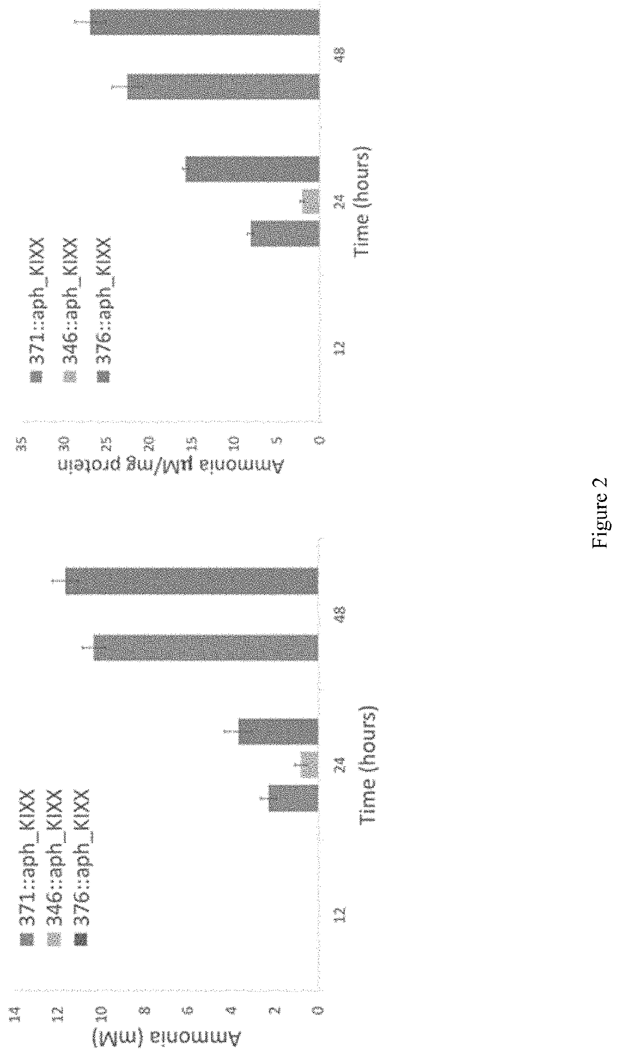 Genetically Modified Nitrogen Fixing Bacteria and Uses Thereof