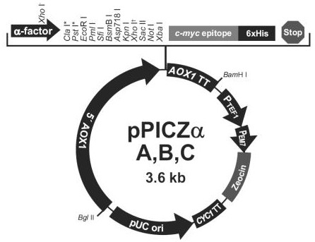 A kind of recombinant protein and its construction method and use