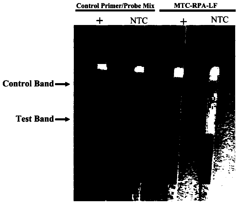 A kind of primer and probe and its kit for on-site rapid detection of Mycobacterium tuberculosis complex