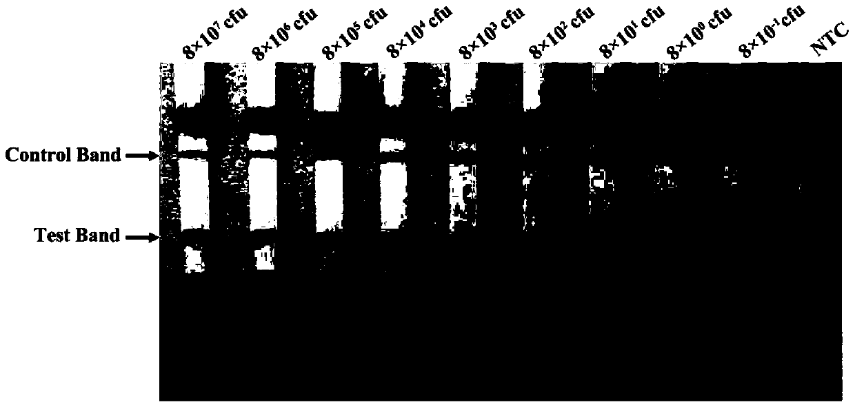 A kind of primer and probe and its kit for on-site rapid detection of Mycobacterium tuberculosis complex