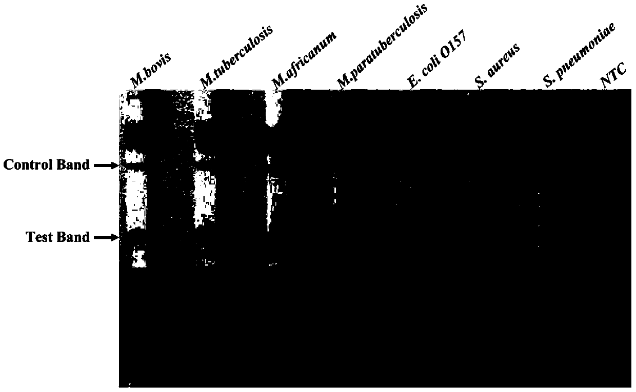 A kind of primer and probe and its kit for on-site rapid detection of Mycobacterium tuberculosis complex