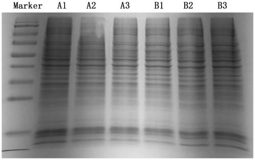 Protein biomarker for assisting in authenticating Rituximab drug-resistant ABC-DLBCL cells and application thereof