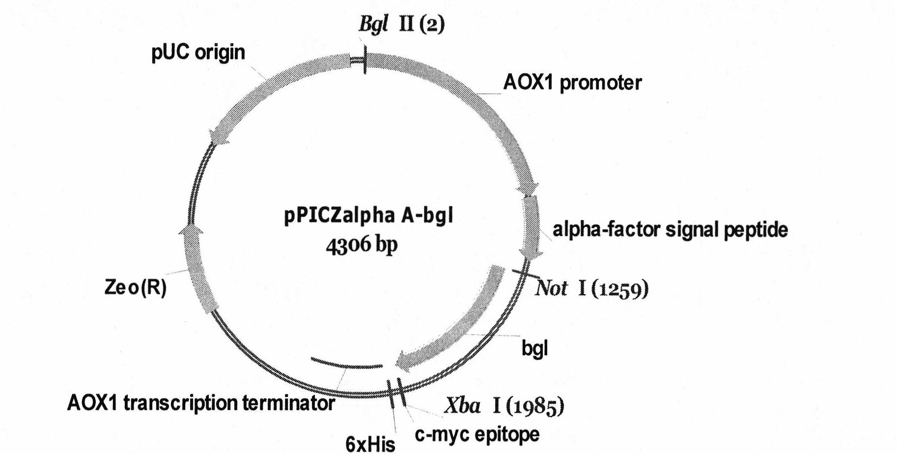 High-yield and temperature-resistant beta-dextranase pichia pastoris and construction thereof