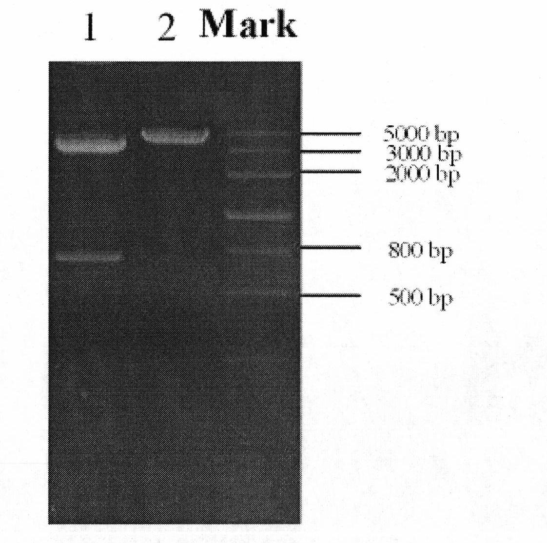 High-yield and temperature-resistant beta-dextranase pichia pastoris and construction thereof