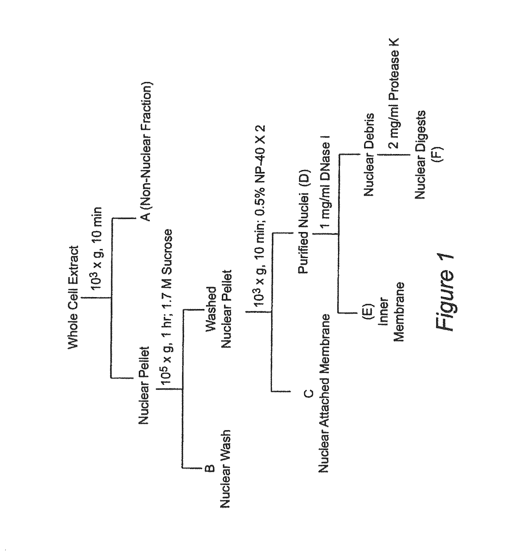 Nuclear sulfated oxysterol, potent regulator of lipid homeostasis, for therapy of hypercholesterolemia, hypertriglycerides, fatty liver diseases, and atherosclerosis