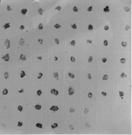 Hybridoma cell strain capable of secreting tomato yellow leaf curl virus monoclonal antibody and application of monoclonal antibody