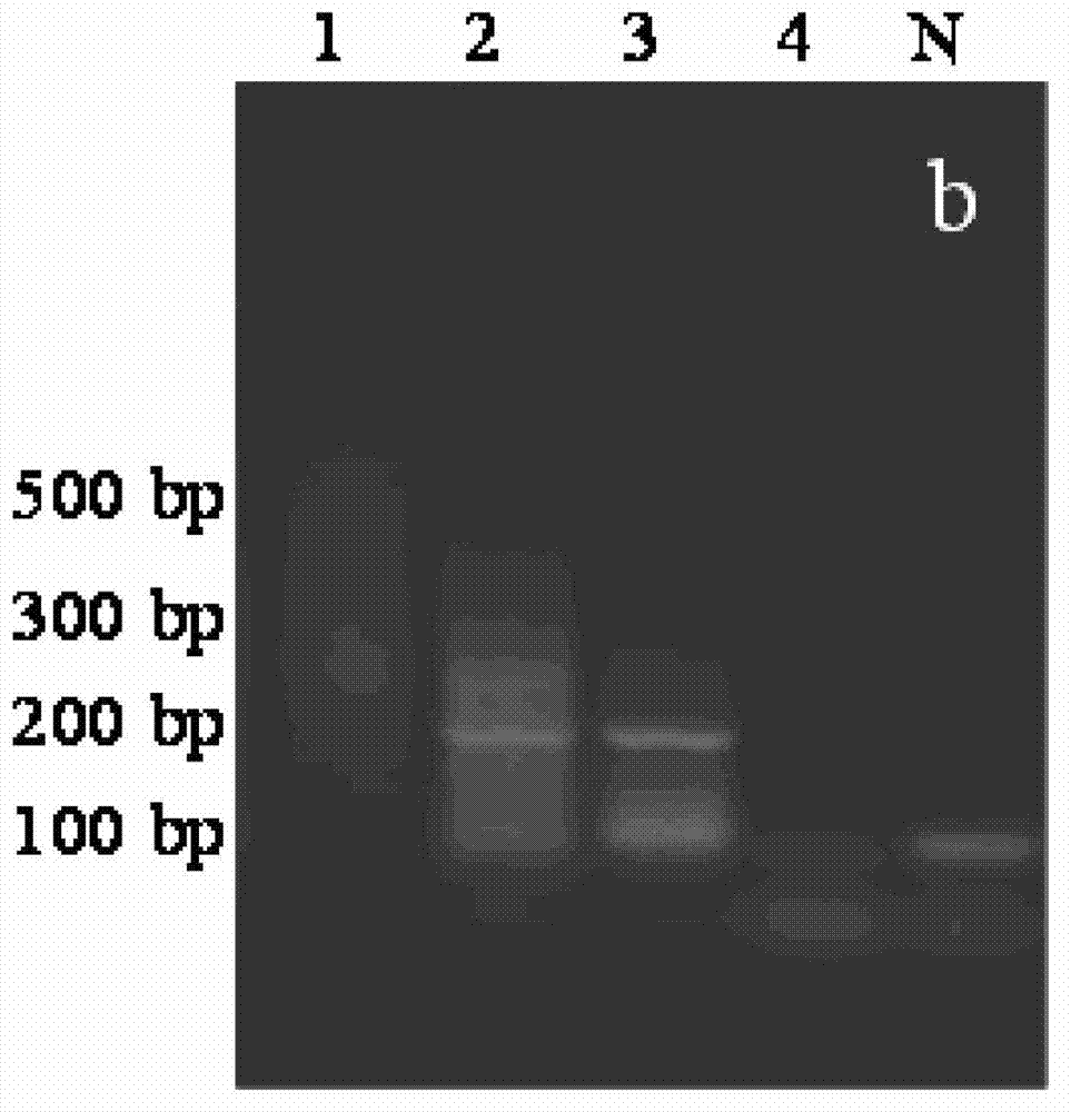 Detection method for CVA16 in environmental water body