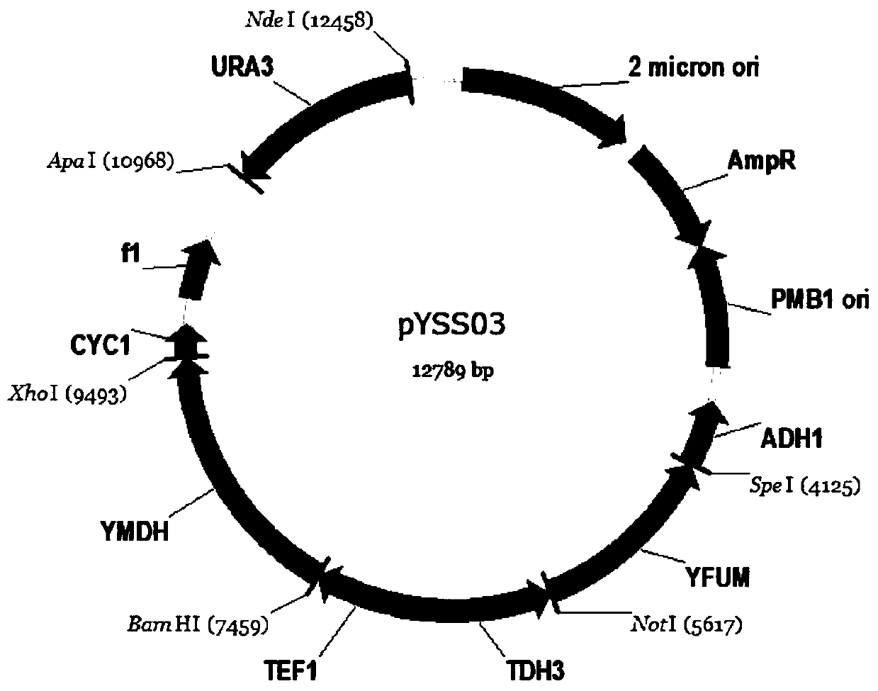 A construction method based on the production of fumaric acid by fermenting xylose with a synthetic strain of Pichia stipitis