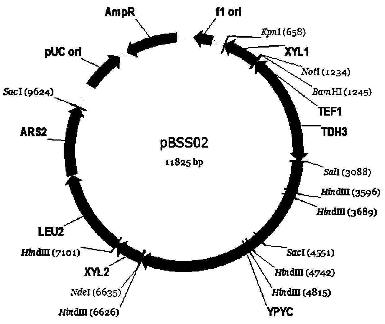 A construction method based on the production of fumaric acid by fermenting xylose with a synthetic strain of Pichia stipitis