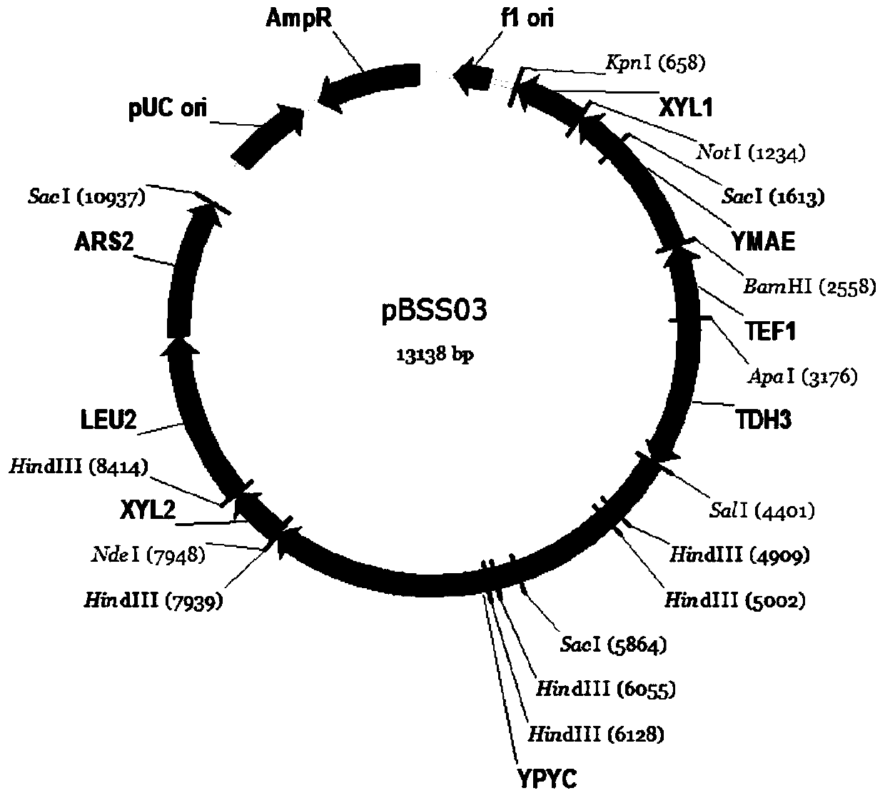 A construction method based on the production of fumaric acid by fermenting xylose with a synthetic strain of Pichia stipitis