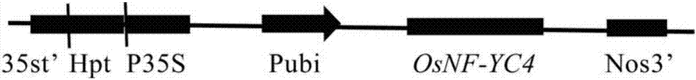 Rice gene OsNF-YC4 and applications thereof