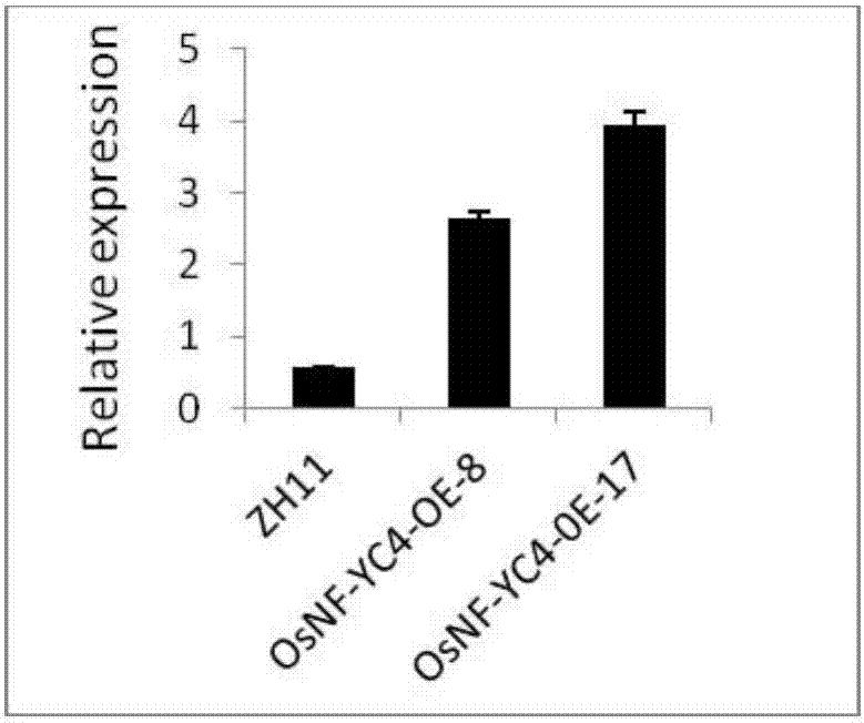 Rice gene OsNF-YC4 and applications thereof