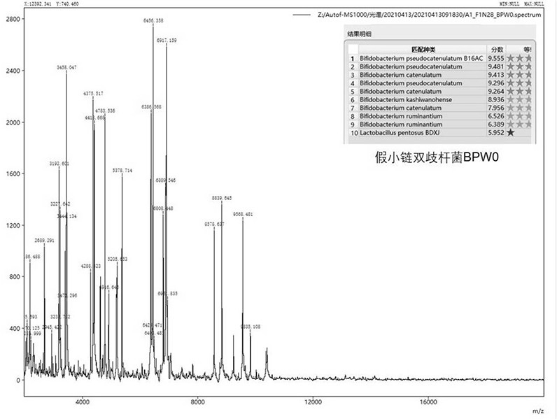 Bifidobacterium pseudominutus and application thereof in metabolic syndrome