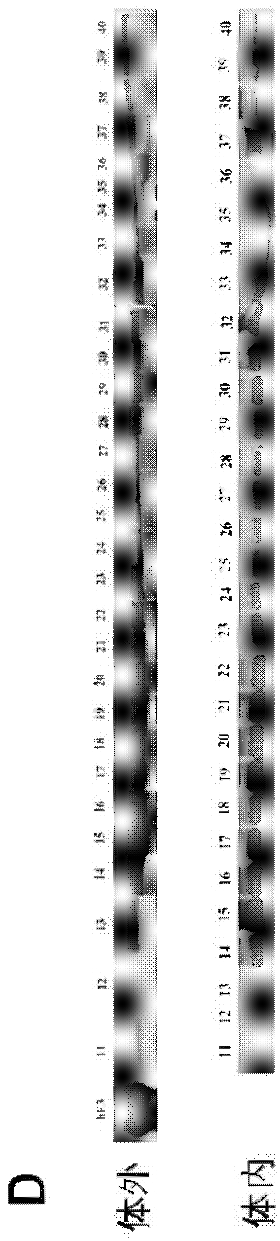 Recombinant human apoE peptide mimics, preparation method and application