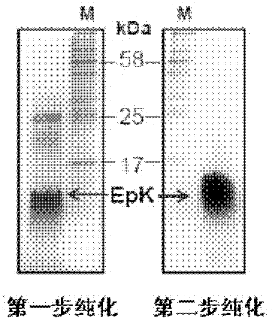 Recombinant human apoE peptide mimics, preparation method and application