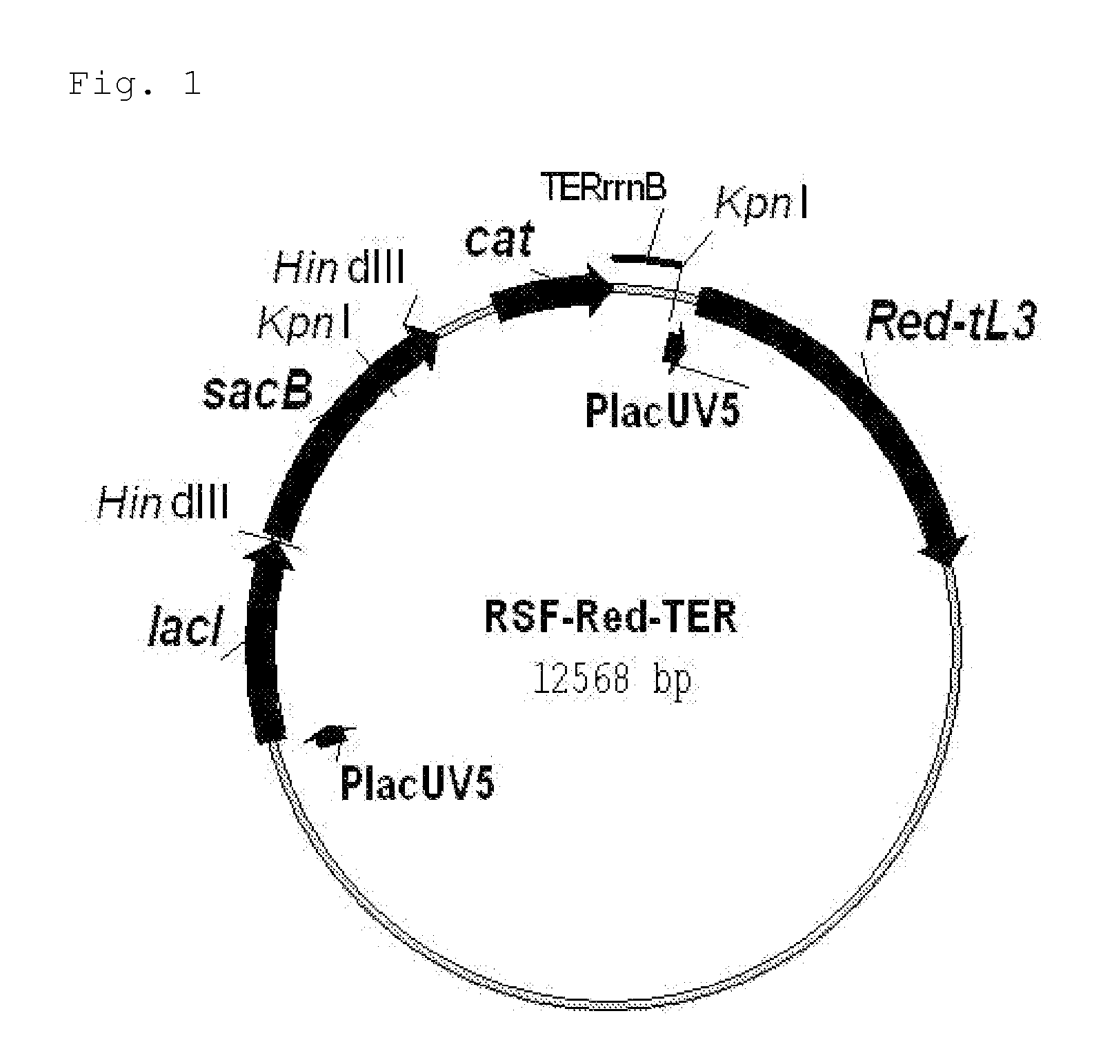 L-amino acid-producing microorganism and a method for producing an l-amino acid