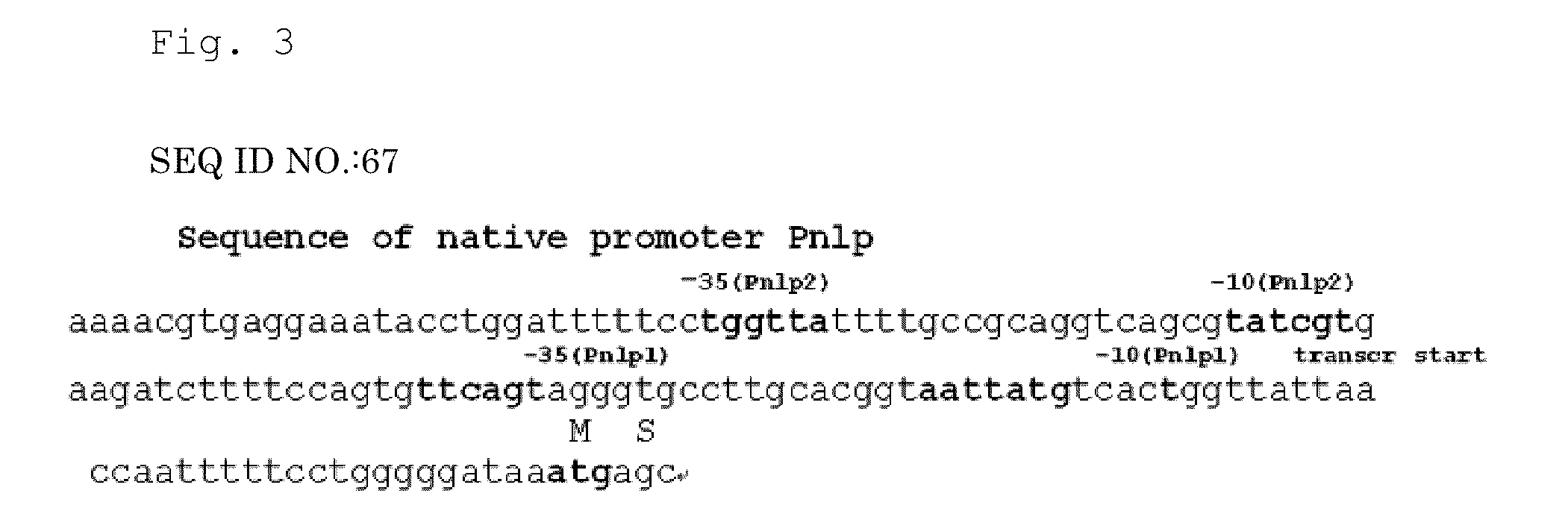 L-amino acid-producing microorganism and a method for producing an l-amino acid