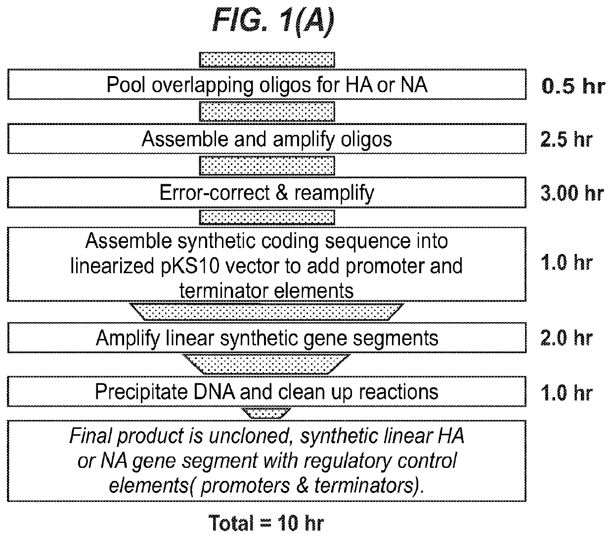 Influenza virus reassortment