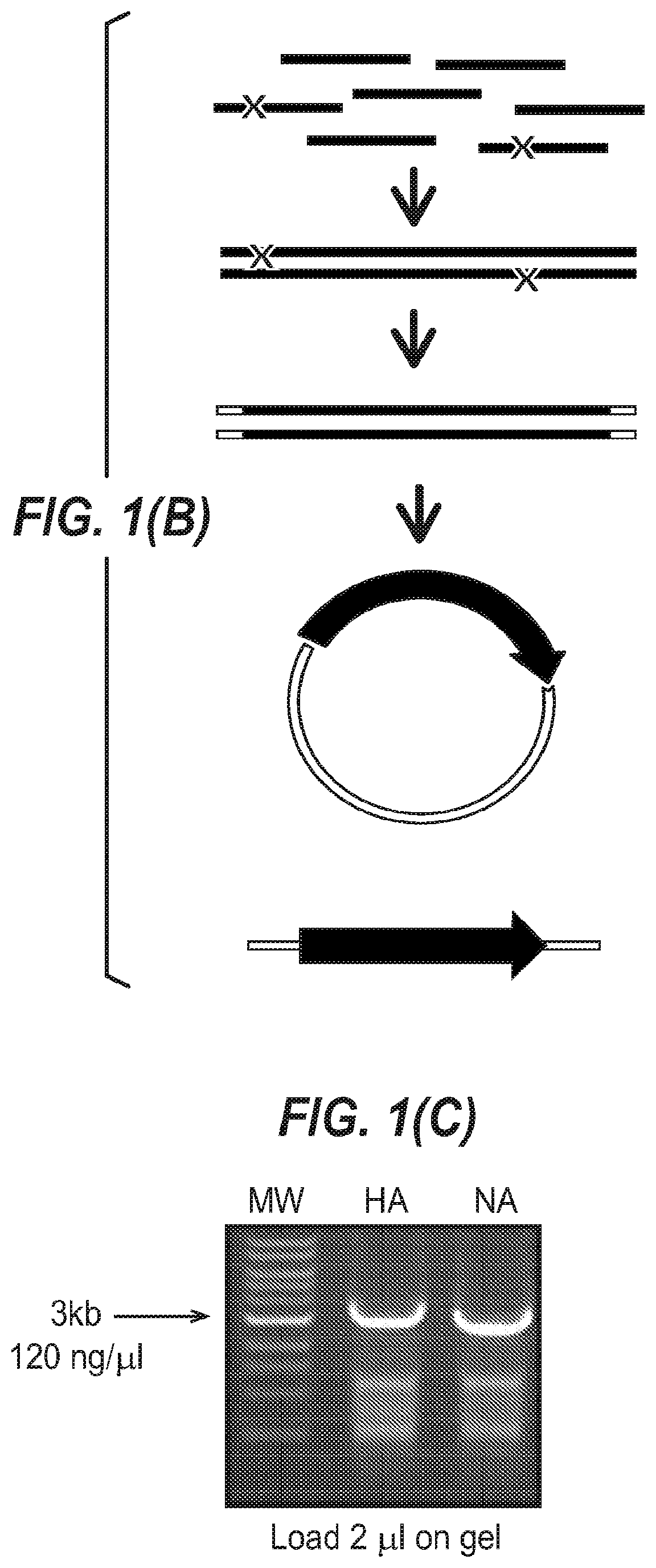 Influenza virus reassortment