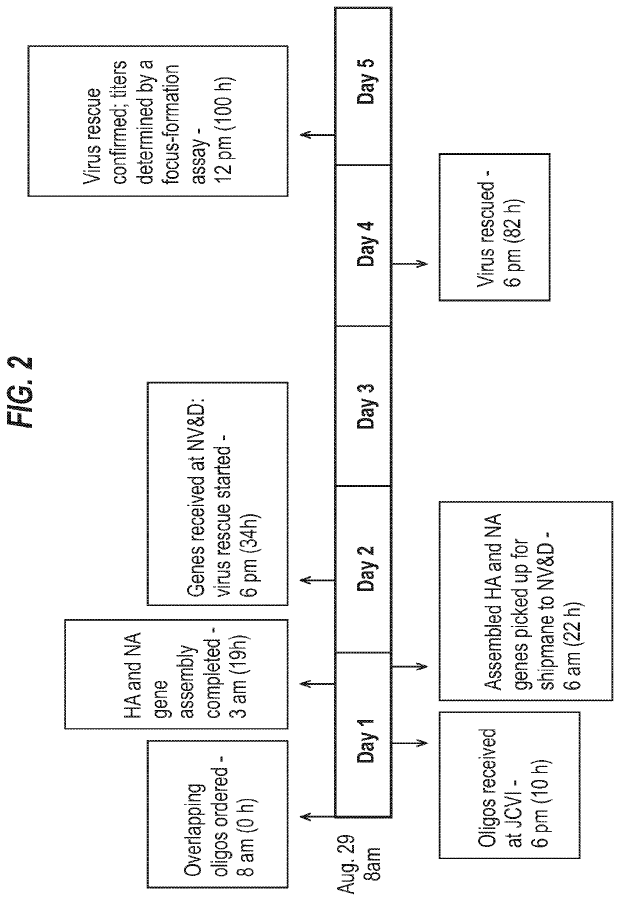 Influenza virus reassortment