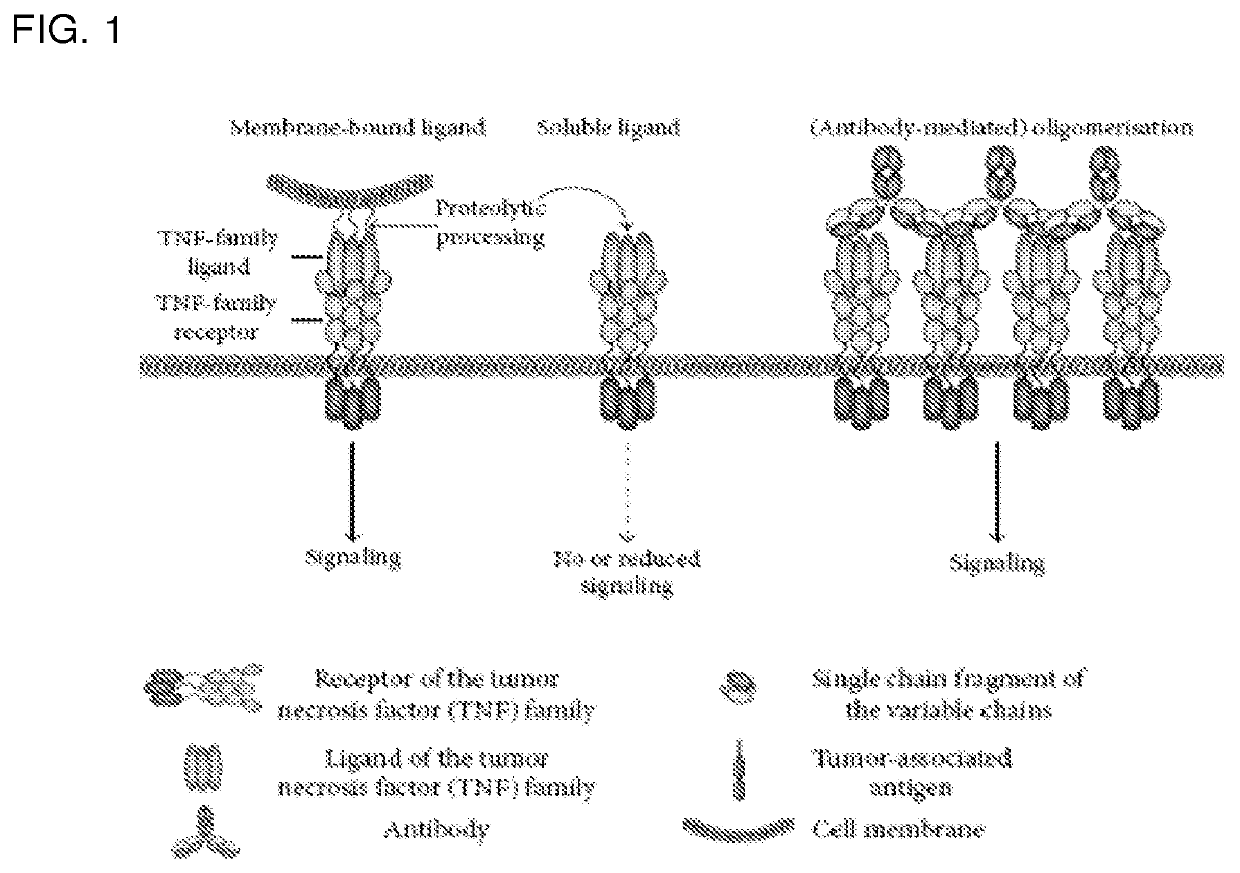 Tumor necrosis factor superfamily and tnf-like ligand muteins and methods of preparing and using the same