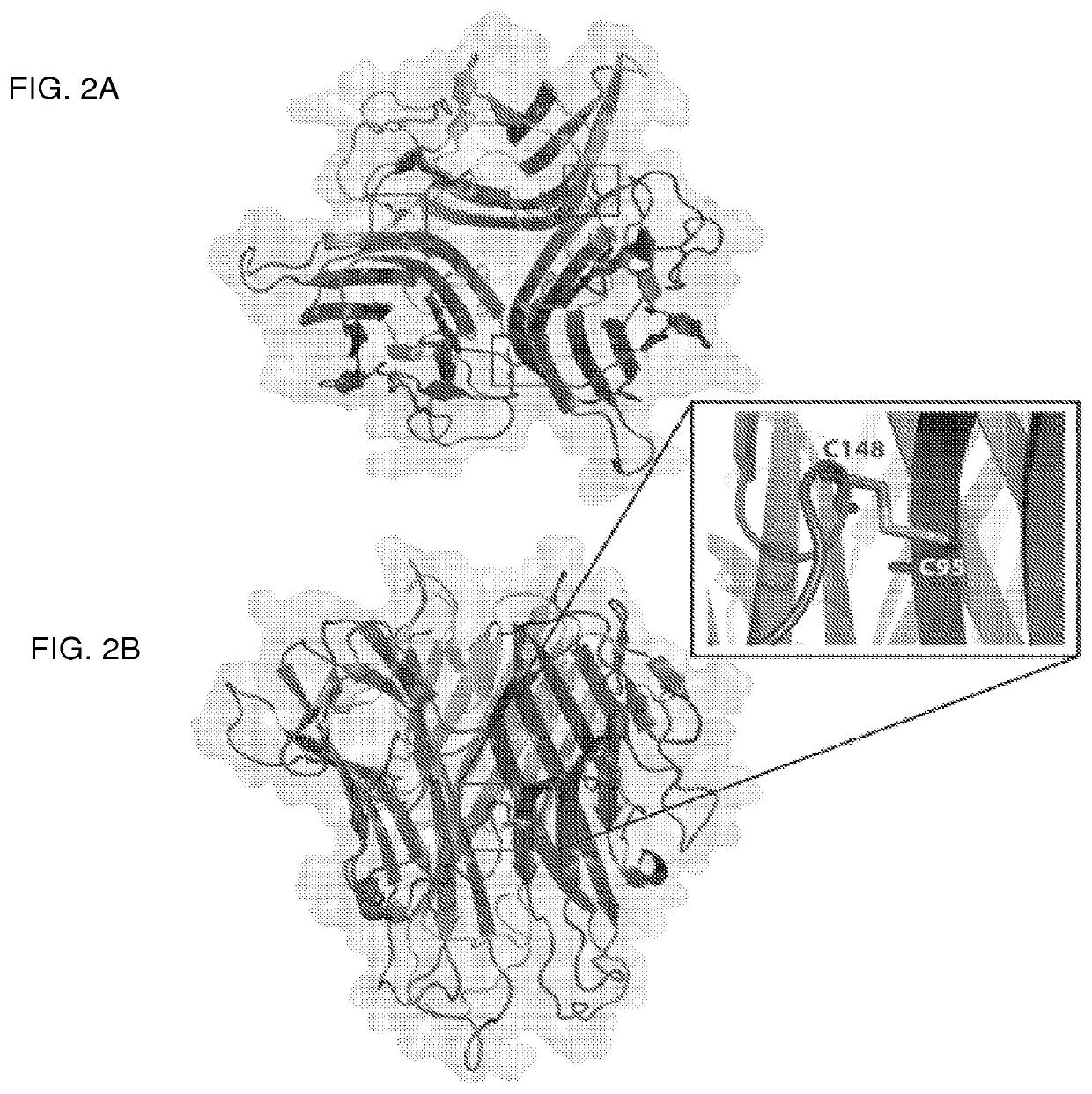 Tumor necrosis factor superfamily and tnf-like ligand muteins and methods of preparing and using the same