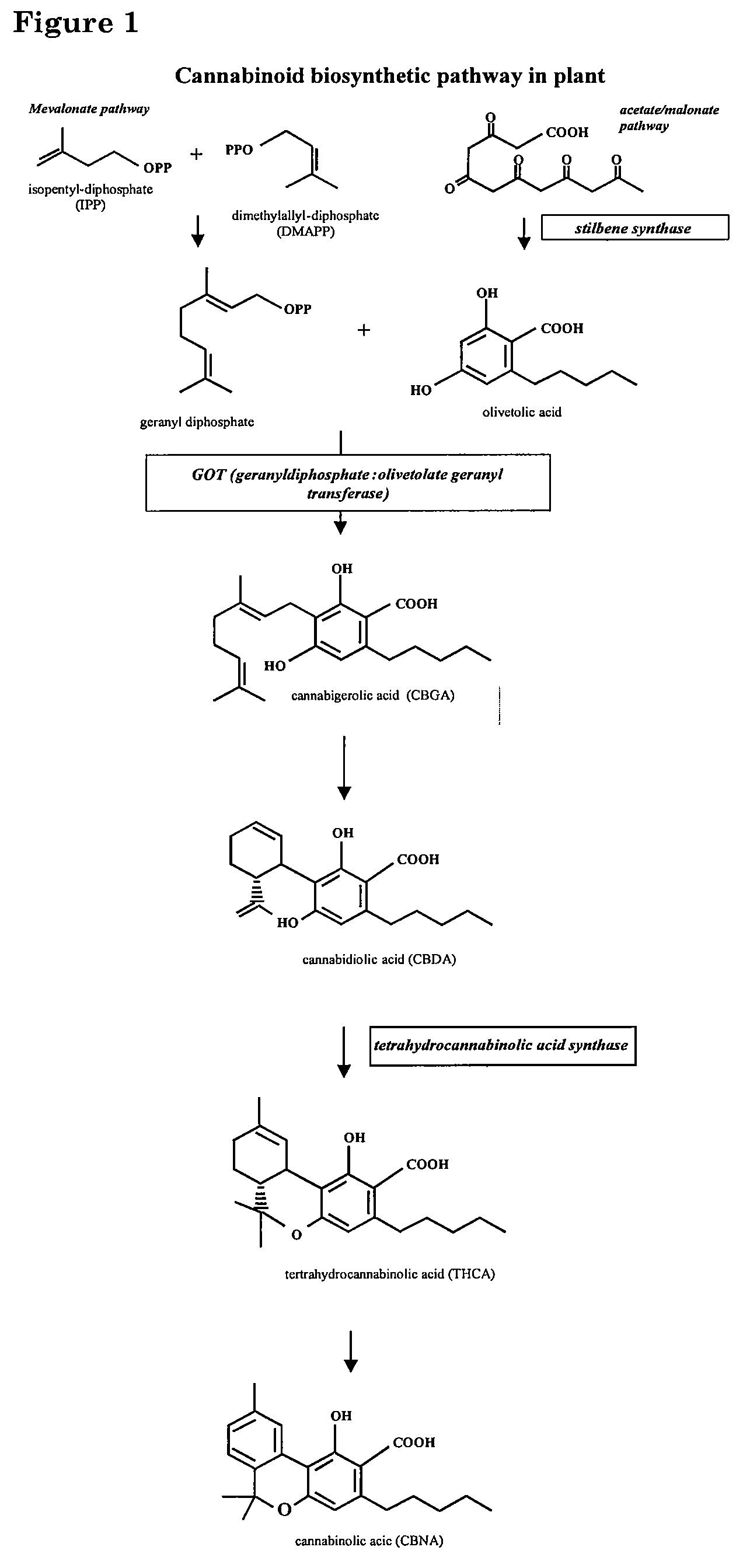 Medicinal acidic cannabinoids