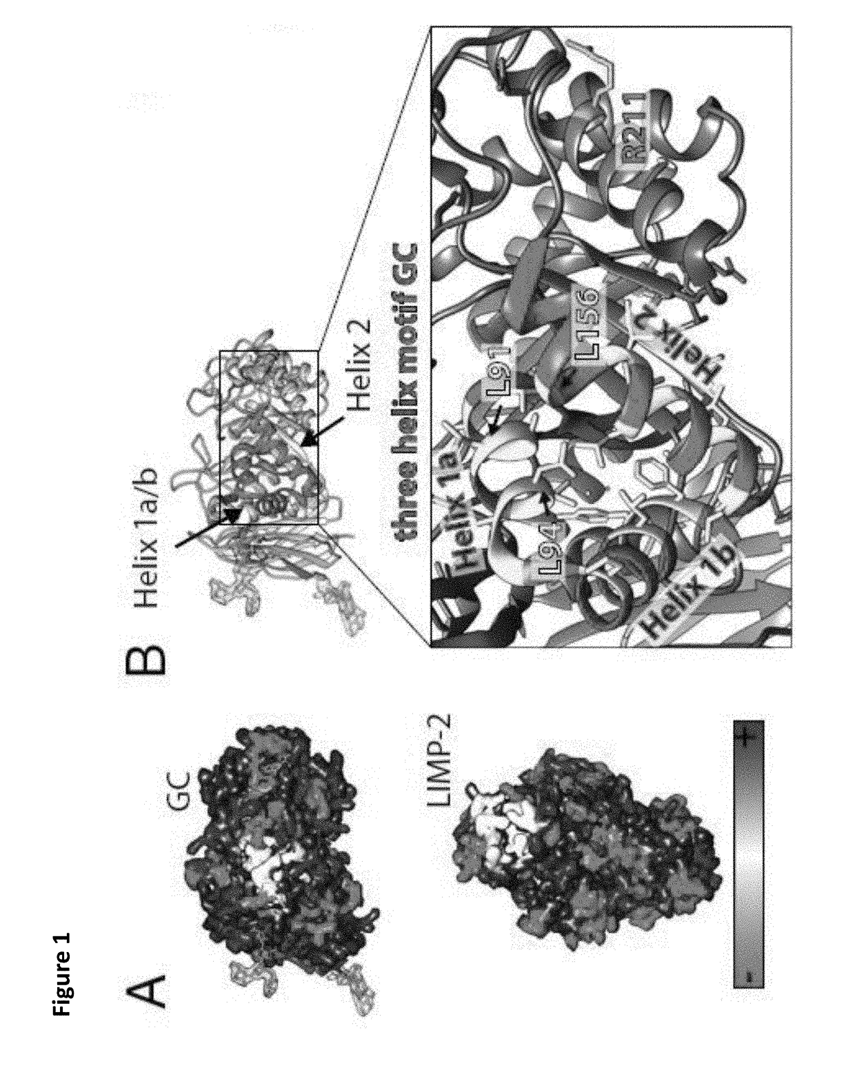 Limp-2 based peptides and related uses