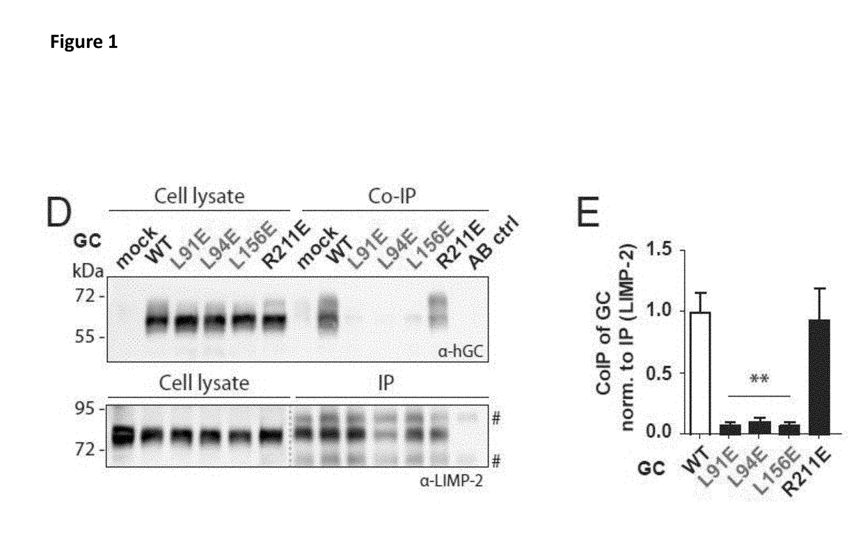 Limp-2 based peptides and related uses